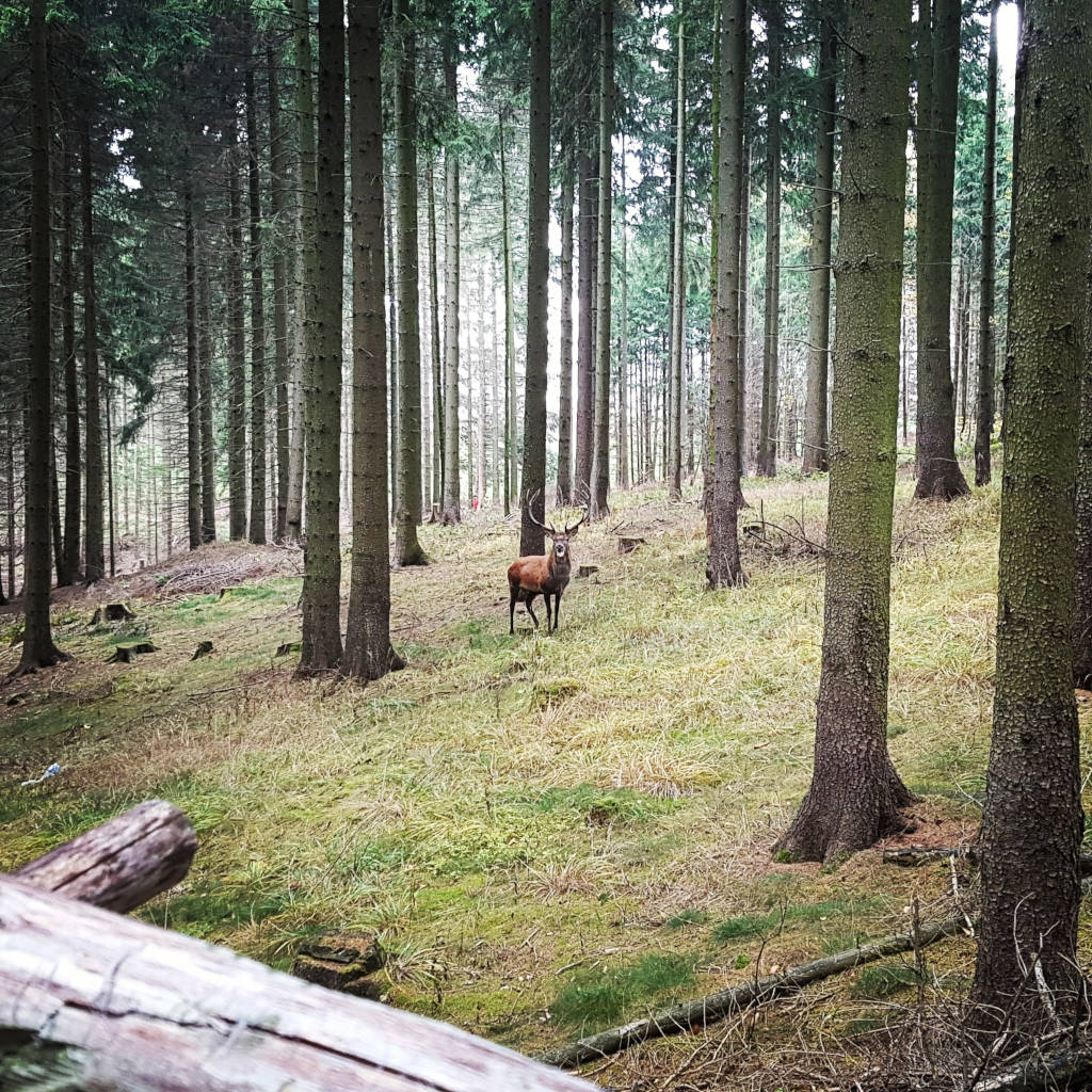 Hubertusjagd mit starkem Hirsch im Anblick