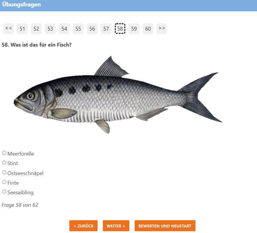 Fischquiz Stint